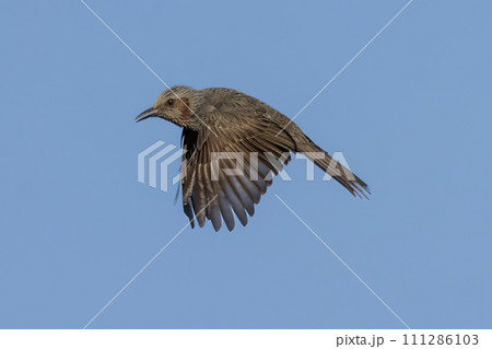 飛翔するヒヨドリ 111286103