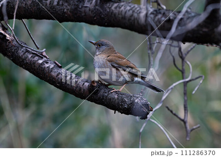 枝に留まるシロハラ 111286370