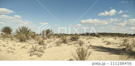 Date palms in the oasis. Palm trees in the desert Date palms in the oasis. Palm trees in the desert 111286456
