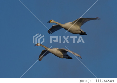 コハクチョウ コハクチョウ 111286584