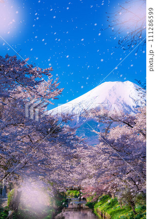 桜吹雪】忍野村の桜と富士山と桜吹雪【山梨県】の写真素材 桜吹雪】忍野村の桜と富士山と桜吹雪【山梨県】の写真素材