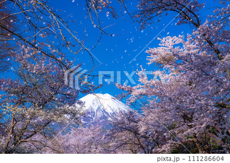 【桜吹雪】忍野村の桜と富士山と桜吹雪【山梨県】 111286604
