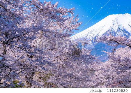 【桜吹雪】忍野村の桜と富士山と桜吹雪【山梨県】 111286620