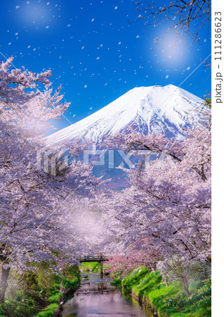 【桜吹雪】忍野村の桜と富士山と桜吹雪【山梨県】 111286623