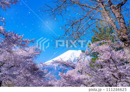 【桜吹雪】忍野村の桜と富士山と桜吹雪【山梨県】 111286625