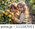 AI-generated content. Autumn Orchard Adventure - Kids Picking Quince 111287051