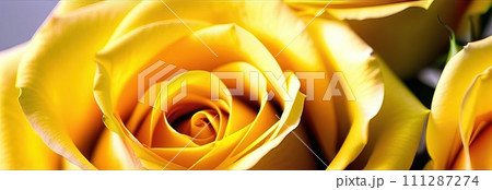 Beautiful banner with yellow roses background of Mothers, Valentine Day, Birthday, Anniversary, Wedding. Copy space. For advertisement, greeting card mockup, presentation, header, poster, website. 111287274