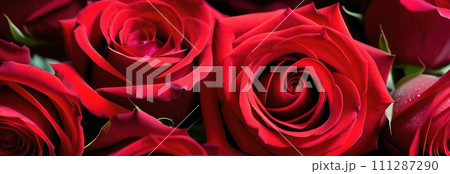Beautiful banner with red roses background of Mothers, Valentine Day, Birthday, Anniversary, Wedding. Copy space. For advertisement, greeting card mockup, presentation, header, poster, website, print. Beautiful banner with red roses background of Mothers, Valentine Day, Birthday, Anniversary, Wedding. Copy space. For advertisement, greeting card mockup, presentation, header, poster, website, print. 111287290