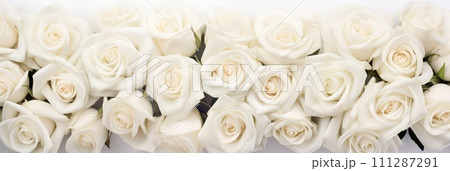 Beautiful banner with white roses background of Mothers, Valentine Day, Birthday, Anniversary, Wedding. Copy space. For advertisement, greeting card mockup, presentation, header, poster, website. 111287291
