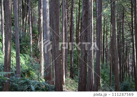 山の中の樹々の森の風景 山の中の樹々の森の風景 111287569