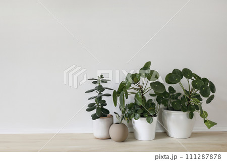 Modern composition of home garden. Beautiful green tropical plants, succulents. Pilea and crassula in different design pots. Stylish botany interior . Home gardening, decor concept. Wooden table. 111287878