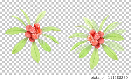 透明水彩で描くヤマモモの実のベクターイラストセット 透明水彩で描くヤマモモの実のベクターイラストセット 111288280
