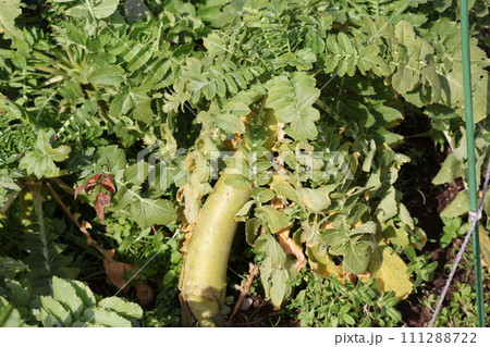 土の畑から緑の葉と実の出ている青味大根が植わっている風景 土の畑から緑の葉と実の出ている青味大根が植わっている風景 111288722