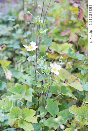 シュウメイギクの花 シュウメイギクの花 111288893