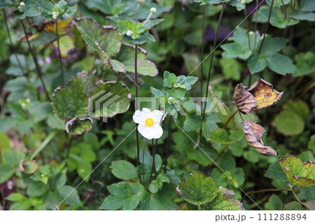 シュウメイギクの花 111288894