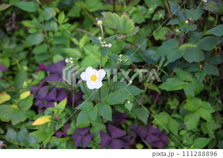 シュウメイギクの花 シュウメイギクの花 111288896