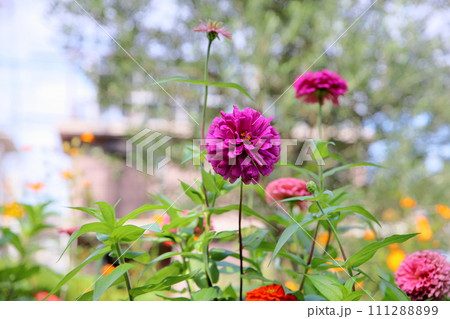 ジニアの花 ジニアの花 111288899