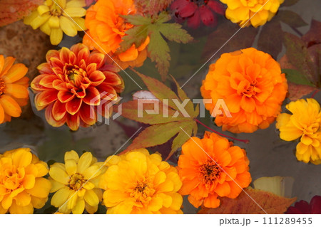 水に浮かぶ花とモミジ 水に浮かぶ花とモミジ 111289455