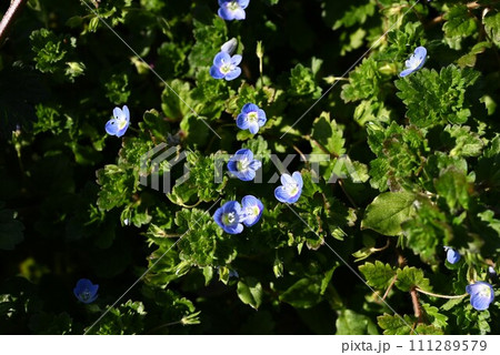 オオイヌノフグリの花・別名「星の瞳」 111289579