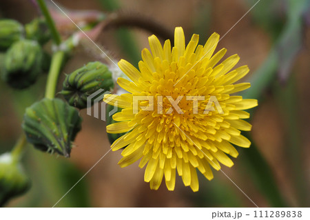 ノゲシの花 111289838