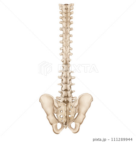 spine 111289944