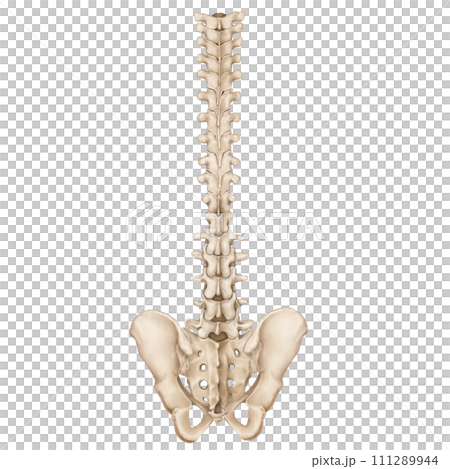 spine 111289944