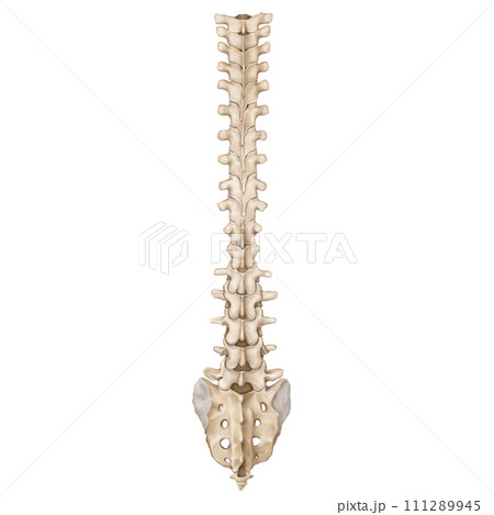 spine 111289945