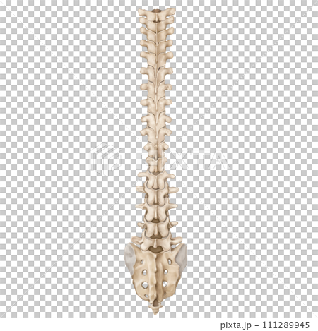 spine 111289945