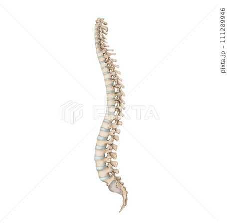 spine 111289946