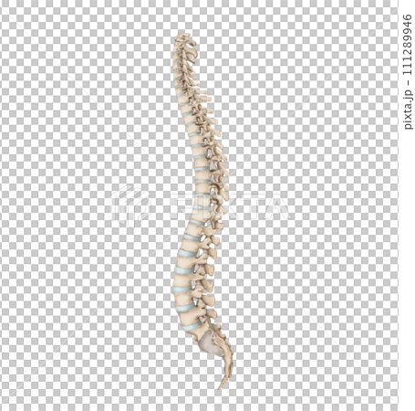 spine 111289946
