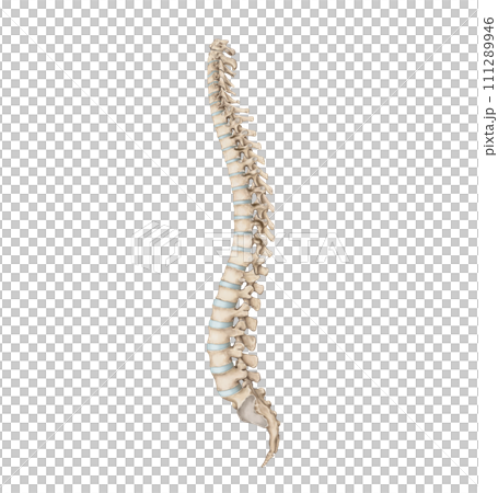 spine 111289946
