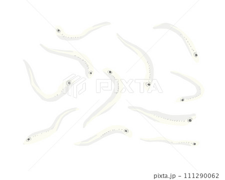 しらすのイラスト素材　バラバラの、個別、一匹づつ描いたイラスト 111290062