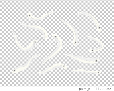 銀魚的插圖素材,一張一張繪製的離散的、單獨的插圖。 銀魚的插圖素材,一張一張繪製的離散的、單獨的插圖。 111290062