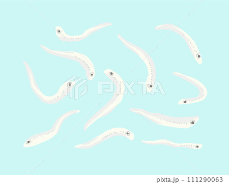 しらすのイラスト素材　バラバラの、個別、一匹づつ描いたイラスト 111290063