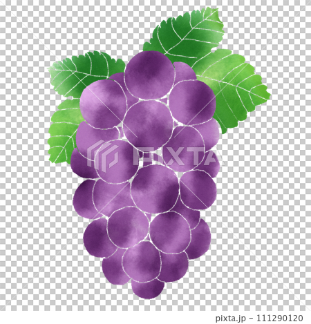 葡萄的水彩風格插圖 葡萄的水彩風格插圖 111290120