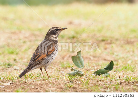 ツグミ 111290262