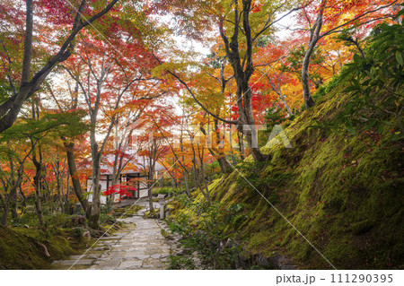 秋の京都 常寂光寺 末吉坂から見る紅葉に包まれた仁王門 秋の京都 常寂光寺 末吉坂から見る紅葉に包まれた仁王門 111290395