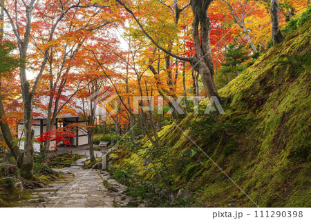 秋の京都　常寂光寺　末吉坂から見る紅葉に包まれた仁王門 111290398