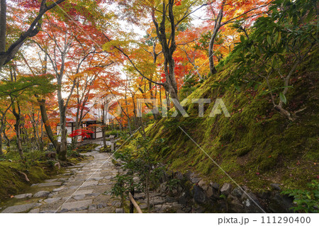 秋の京都　常寂光寺　末吉坂から見る紅葉に包まれた仁王門 111290400
