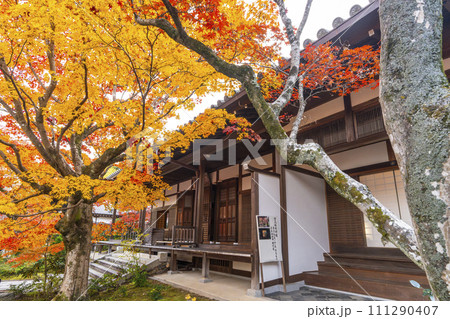 秋の京都　常寂光寺　紅葉に包まれた本堂 111290407