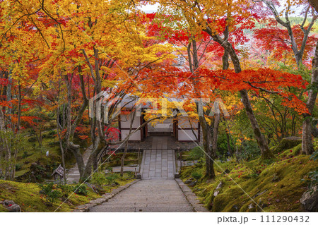 秋の京都　常寂光寺　本堂から紅葉に包まれた仁王門を眺める 111290432