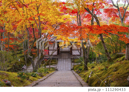 秋の京都 常寂光寺 本堂から紅葉に包まれた仁王門を眺める 秋の京都 常寂光寺 本堂から紅葉に包まれた仁王門を眺める 111290433