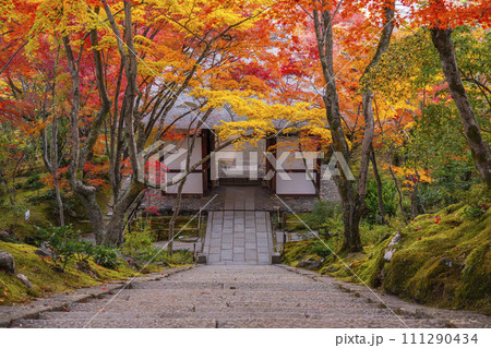 秋の京都 常寂光寺 本堂から紅葉に包まれた仁王門を眺める 秋の京都 常寂光寺 本堂から紅葉に包まれた仁王門を眺める 111290434