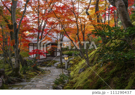秋の京都　常寂光寺　末吉坂から紅葉に包まれた仁王門を眺める 111290437