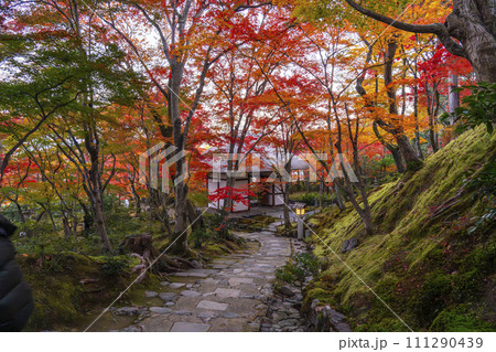 秋の京都　常寂光寺　末吉坂から紅葉に包まれた仁王門を眺める 111290439