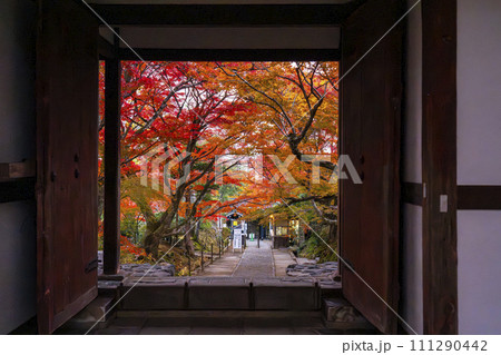 秋の京都　常寂光寺　仁王門から見える紅葉 111290442