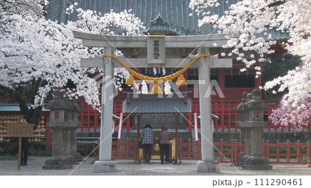 淡いピンクが そよ風に舞う 桜手帖。太田市の世良田東照宮(2018.3.29)のサクラ咲く 111290461