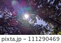生い茂る木々の中から見上げた空 111290469