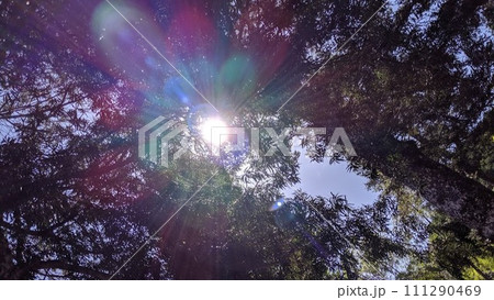 生い茂る木々の中から見上げた空 111290469
