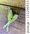 Luna moths mating on a wooden background. 111290533